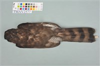 鳳頭蒼鷹藏品圖，第4張